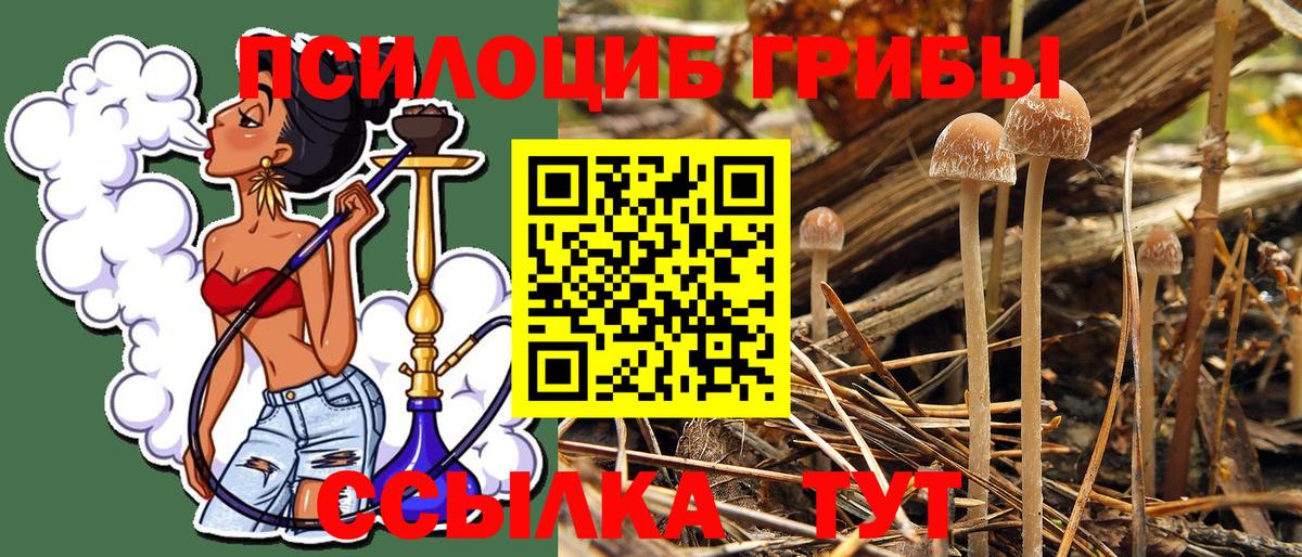 Псилоцибиновые грибы Psilocybine cubensis  наркотики  Гусь-Хрустальный  Вход с VPN 